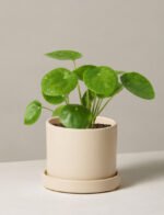 Pilea Peperomioides