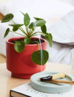 Pilea Peperomioides