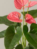 Pink Anthurium